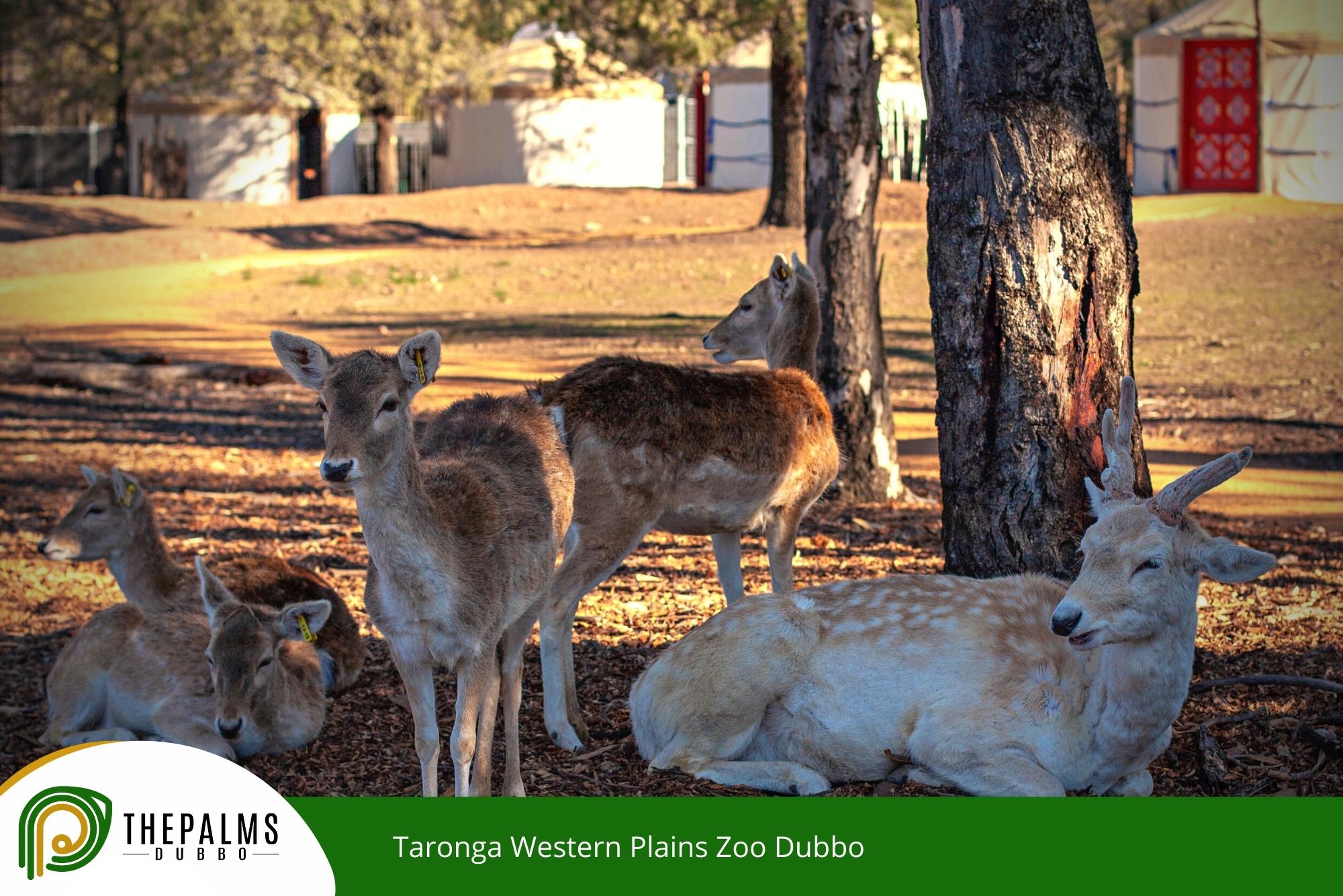 Taronga Western Plains Zoo Dubbo
